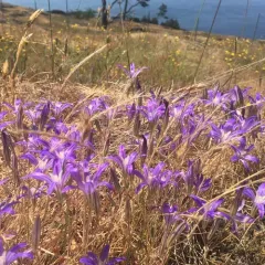 crown brodiaea thumbnail 3
