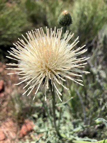 peregrine thistle