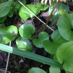 bog wintergreen thumbnail 4