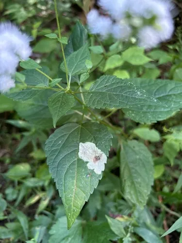 Calycomyza eupatoriphaga