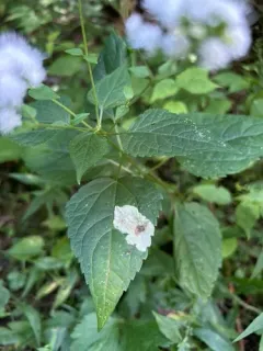 Calycomyza eupatoriphaga thumbnail 1