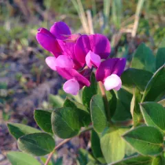 seaside pea thumbnail 2