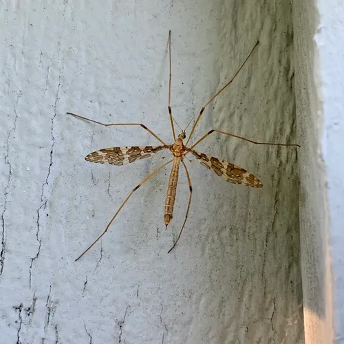 Band-winged Crane Fly