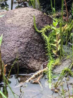 appressed bog clubmoss thumbnail 4