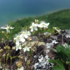 three-toothed cinquefoil thumbnail 4