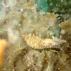 Red-banded Transparent Shrimp thumbnail 4
