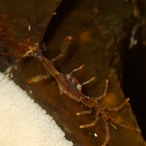 Japanese Skeleton Shrimp