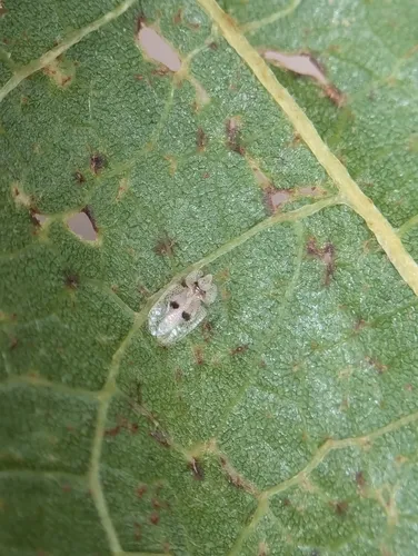 Eastern Sycamore Lace Bug