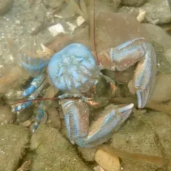 Flat Porcelain Crab thumbnail 3