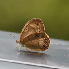 Appalachian Brown thumbnail 1