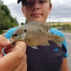 Northern Sunfish thumbnail 4