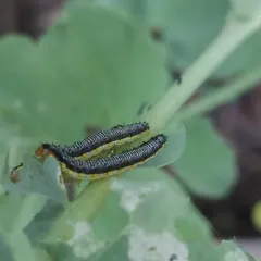 Cross-striped Cabbageworm Moth thumbnail 3