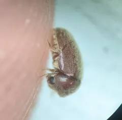 Tobacco Beetle thumbnail 4