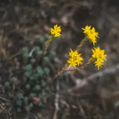 Curvedleaf Stonecrop thumbnail 4