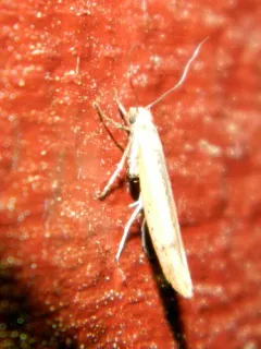 Euhyponomeutoides gracilariella thumbnail 1