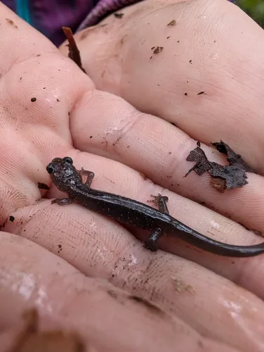 Wehrle's Salamander