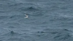 Aleutian Tern thumbnail 1