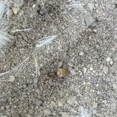 Turfgrass Ant thumbnail 4