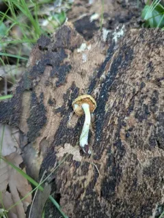 Marasmius cystidiosus thumbnail 1