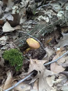 Xerocomus illudens thumbnail 4