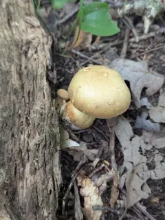 Cortinarius flavifolius thumbnail 4