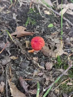 Honey Waxcap thumbnail 3