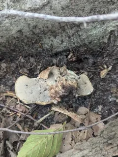 Hydnellum underwoodii thumbnail 3