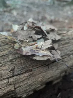 Paragymnopus foliiphilus thumbnail 2
