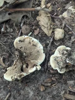 Hydnellum piperatum thumbnail 2