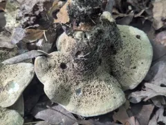 Hydnellum cristatum thumbnail 3