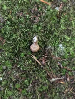Inocybe diminuta thumbnail 3