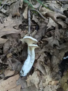 Clitopilus cystidiatus thumbnail 4