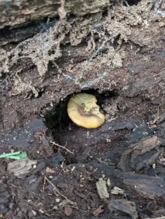 Russula cremeirosea thumbnail 3