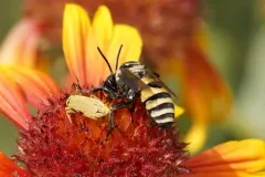 Concave Longhorn-Cuckoo thumbnail 4