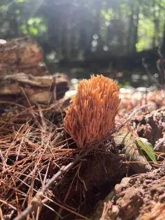 Phaeoclavulina flaccida thumbnail 1