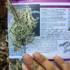 Oakmoss thumbnail 2