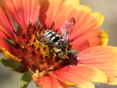 California Digger-cuckoo Bee thumbnail 3