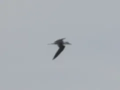 Bridled Tern thumbnail 2