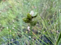 green-and-white sedge thumbnail 3