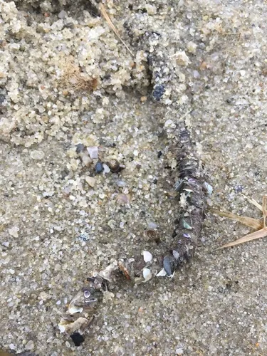 Plumed Worm