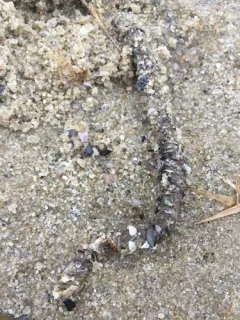 Plumed Worm thumbnail 1