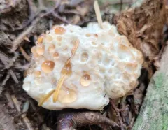 Calcipostia guttulata thumbnail 3