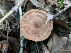 Mealy Tooth thumbnail 4