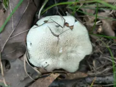 Tricholoma venenatum thumbnail 2