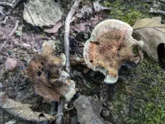 Hydnellum cristatum thumbnail 4