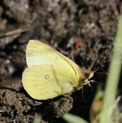 Western Sulphur thumbnail 1