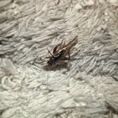 Carolina Ground Cricket thumbnail 4