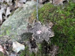 Rosy Earthstar thumbnail 3