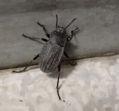 Three-ribbed Darkling Beetle thumbnail 2