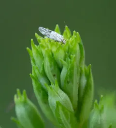 Mompha stellella thumbnail 3